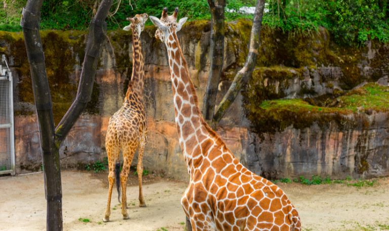 San Antonio Zoo