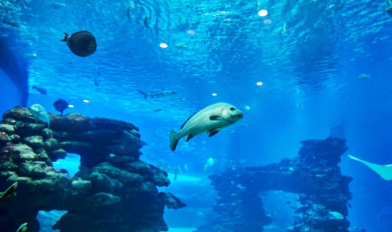 SEA LIFE San Antonio Aquarium
